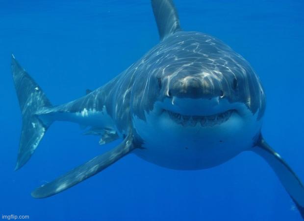 I love shar <3 | image tagged in straight white shark | made w/ Imgflip meme maker