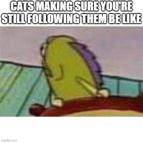 Fish looking back | CATS MAKING SURE YOU'RE STILL FOLLOWING THEM BE LIKE | image tagged in fish looking back,memes,cats,funny | made w/ Imgflip meme maker