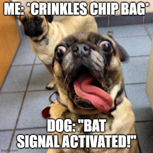 Crazy Dog | ME: *CRINKLES CHIP BAG*; DOG: "BAT SIGNAL ACTIVATED!" | image tagged in crazy dog | made w/ Imgflip meme maker
