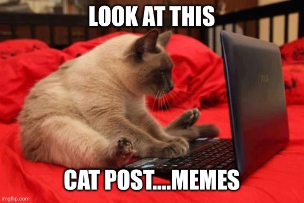quit looking at cats online | LOOK AT THIS CAT POST….MEMES | image tagged in quit looking at cats online | made w/ Imgflip meme maker
