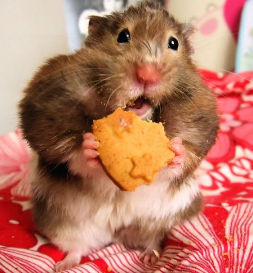 image tagged in cute,animals