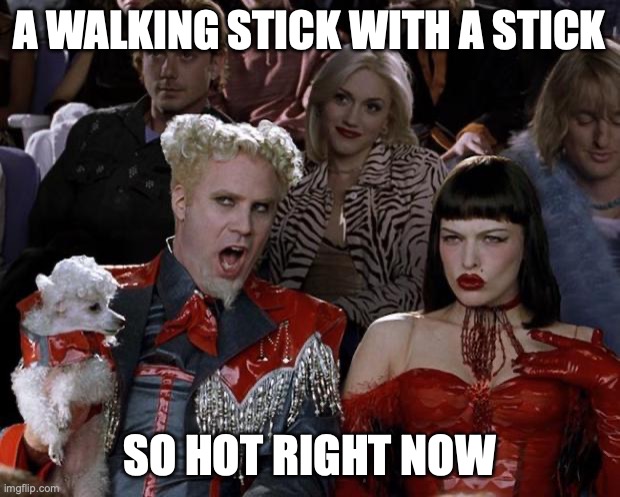 I hope this clubbin' anomaly isn't hot anymore | A WALKING STICK WITH A STICK; SO HOT RIGHT NOW | image tagged in memes,mugatu so hot right now,funny,tung tung tung sahur,anomaly,brainrot | made w/ Imgflip meme maker