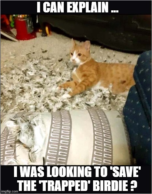 Feathers ! | I CAN EXPLAIN ... I WAS LOOKING TO 'SAVE' THE 'TRAPPED' BIRDIE ? | image tagged in cats,cushion,feathers | made w/ Imgflip meme maker