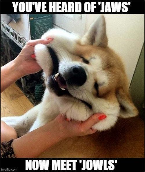 Another Remake ? | YOU'VE HEARD OF 'JAWS'; NOW MEET 'JOWLS' | image tagged in dogs,doge,jaws,remake,jowls | made w/ Imgflip meme maker