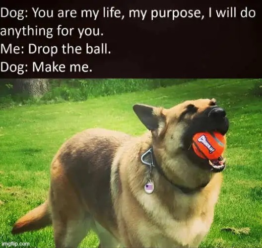 Relatable | image tagged in dogs,wholesome content,fun stuff,relatable,prediction,dogs pets funny | made w/ Imgflip meme maker