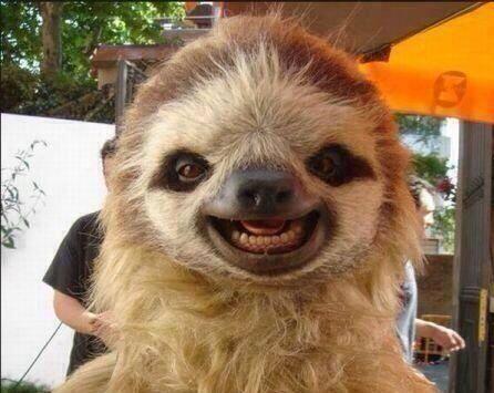 High Quality Smile sloth Blank Meme Template