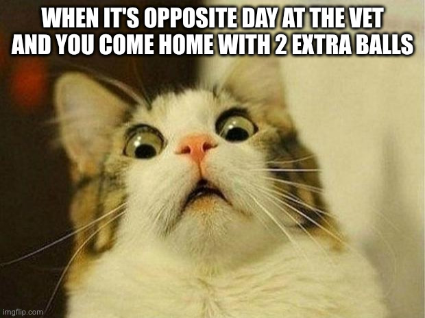 Scared Cat | WHEN IT'S OPPOSITE DAY AT THE VET
AND YOU COME HOME WITH 2 EXTRA BALLS | image tagged in memes,scared cat | made w/ Imgflip meme maker