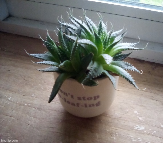 This is eve, my pet succulent | made w/ Imgflip meme maker