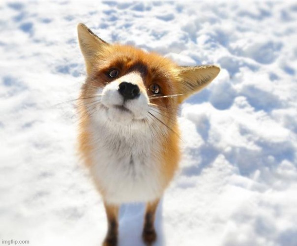 What Does The Fox Say? | image tagged in what does the fox say | made w/ Imgflip meme maker