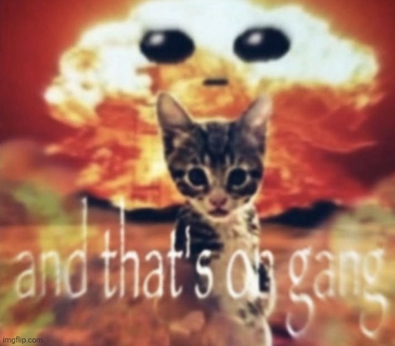 made w/ Imgflip meme maker