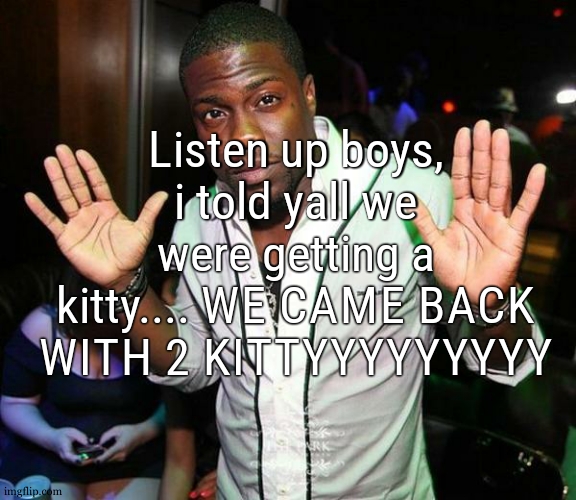 one was psychologically prepared while the other one is kinda traumatized | Listen up boys, i told yall we were getting a kitty.... WE CAME BACK WITH 2 KITTYYYYYYYYY | image tagged in kevin hart hands up | made w/ Imgflip meme maker