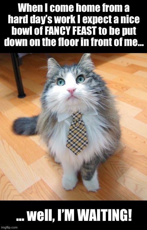 “I had a few errands to run. I apologize!” | When I come home from a hard day’s work I expect a nice bowl of FANCY FEAST to be put down on the floor in front of me…; … well, I’M WAITING! | image tagged in cats,feeding time,hard days work,waiting | made w/ Imgflip meme maker
