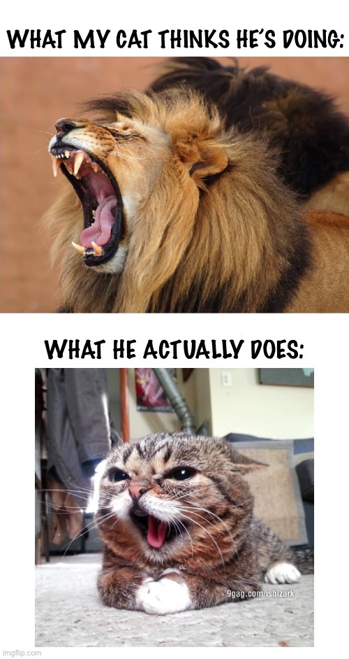 The kitten who (tried to) roar… | WHAT MY CAT THINKS HE’S DOING:; WHAT HE ACTUALLY DOES: | image tagged in cats,lion,roar,kitten,meow | made w/ Imgflip meme maker