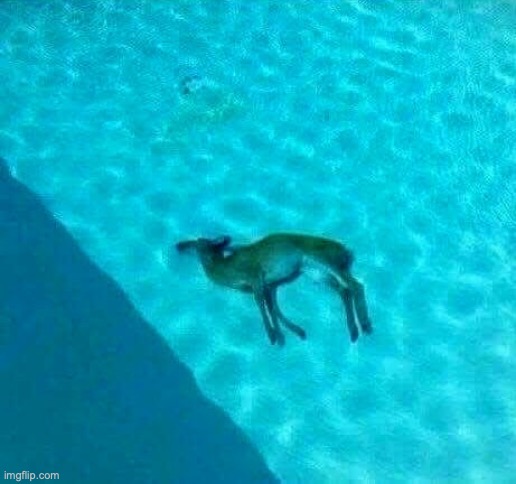 Deer in pool | image tagged in deer in pool | made w/ Imgflip meme maker