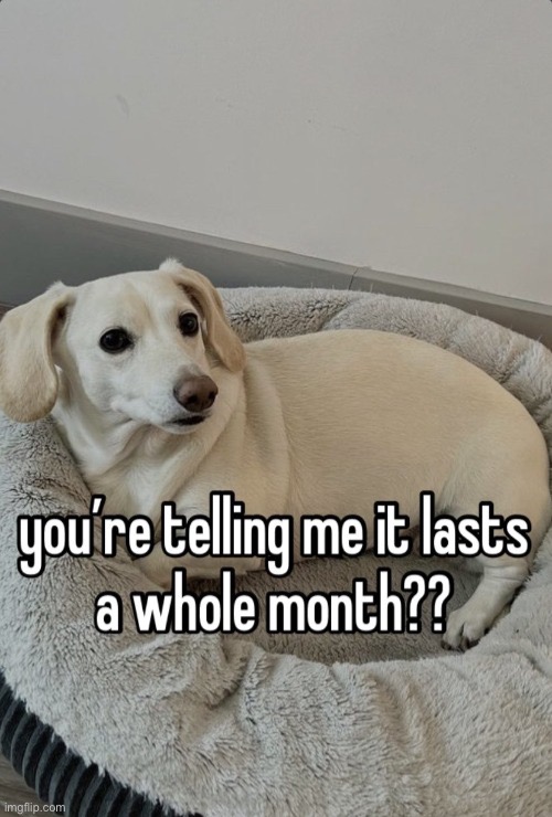 dear god gay month is in two hours | image tagged in homophobic dog | made w/ Imgflip meme maker