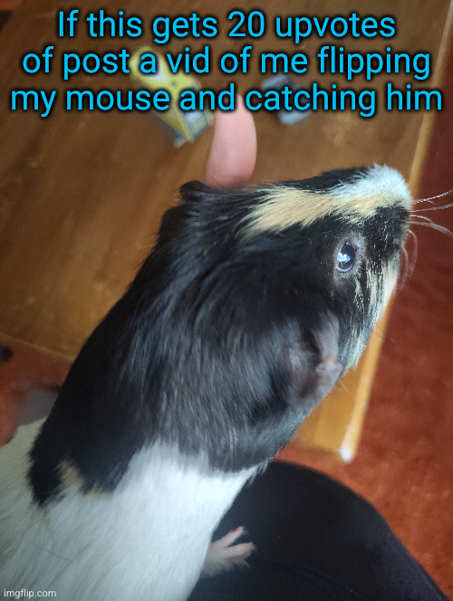360 | If this gets 20 upvotes of post a vid of me flipping my mouse and catching him | image tagged in trick shot | made w/ Imgflip meme maker