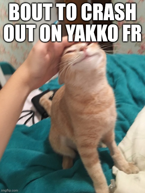 Vro need to stop calling me mommy | BOUT TO CRASH OUT ON YAKKO FR | image tagged in cat pat | made w/ Imgflip meme maker