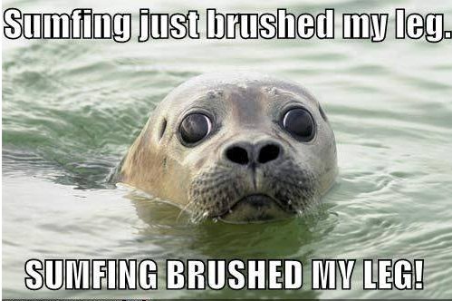 image tagged in funny,animals