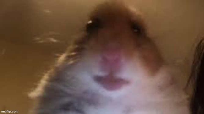 facetime hamster | image tagged in facetime hamster | made w/ Imgflip meme maker