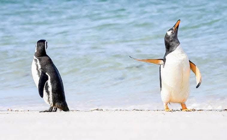 Tattle Penguin Blank Meme Template