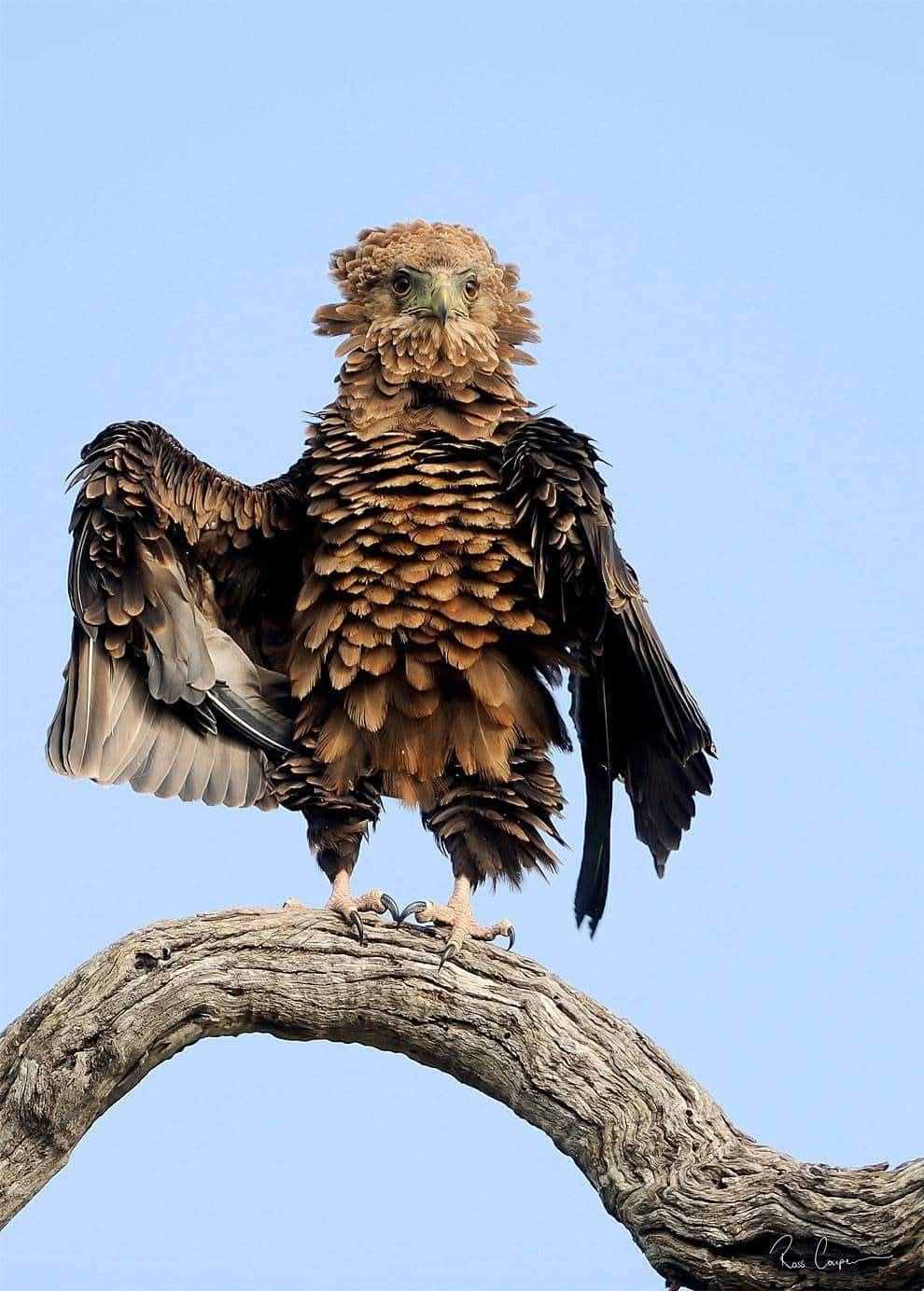 Hawk over there Blank Meme Template