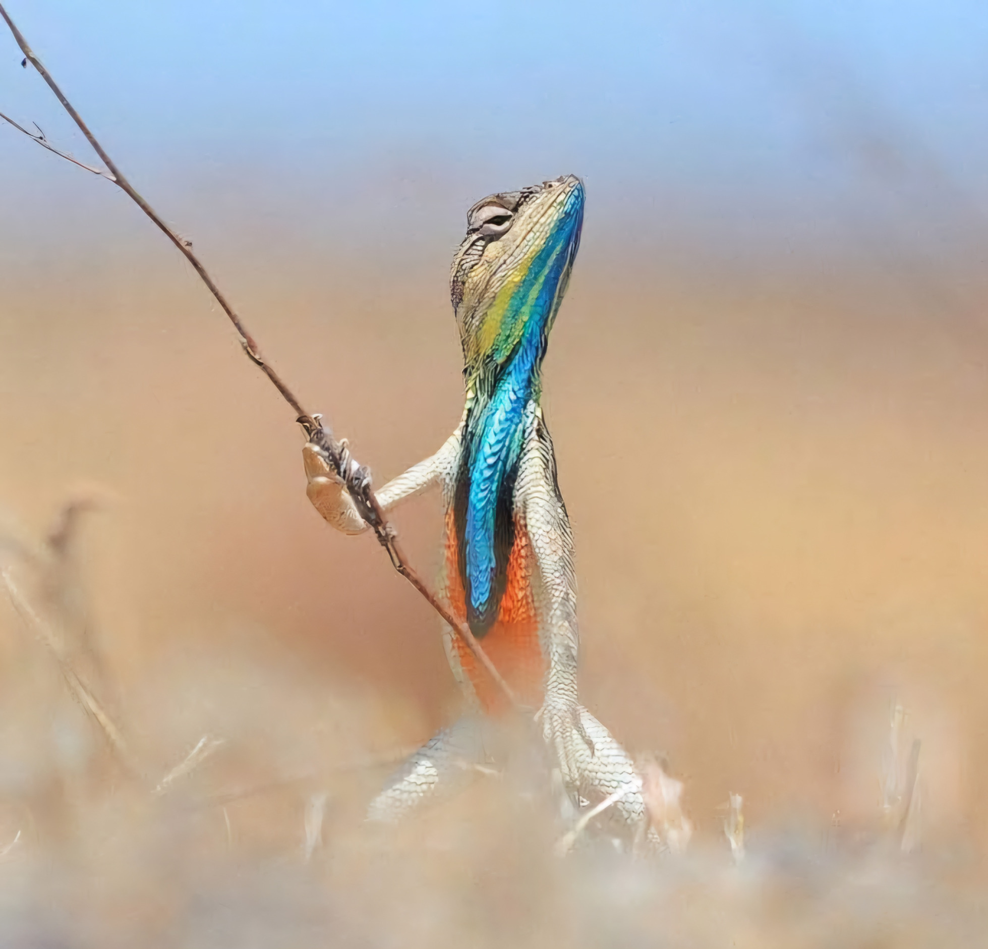 Warrior lizard Blank Meme Template