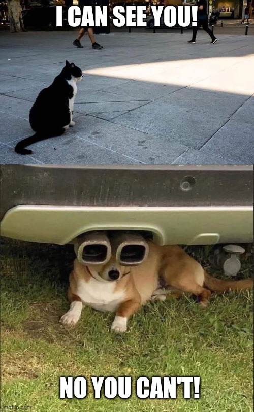 Hide and seek | I CAN SEE YOU! NO YOU CAN'T! | image tagged in cats and dogs,hide and seek,perfectly timed photo,cute animals,wholesome,memes | made w/ Imgflip meme maker