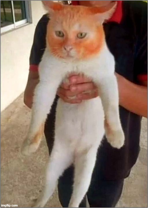 Cheetos Thief Identified ! | image tagged in cats,cheetos,thief,identified | made w/ Imgflip meme maker