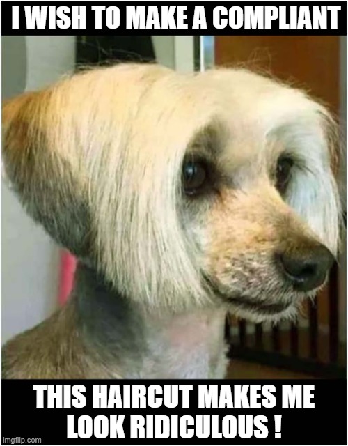 If Karen Was A Dog | I WISH TO MAKE A COMPLIANT; THIS HAIRCUT MAKES ME
LOOK RIDICULOUS ! | image tagged in dogs,karen,complaining,hairstyle,grooming parlour | made w/ Imgflip meme maker