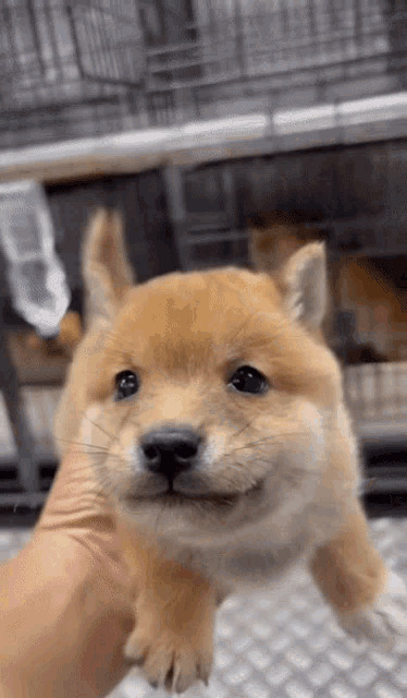 Doggo Blank Meme Template