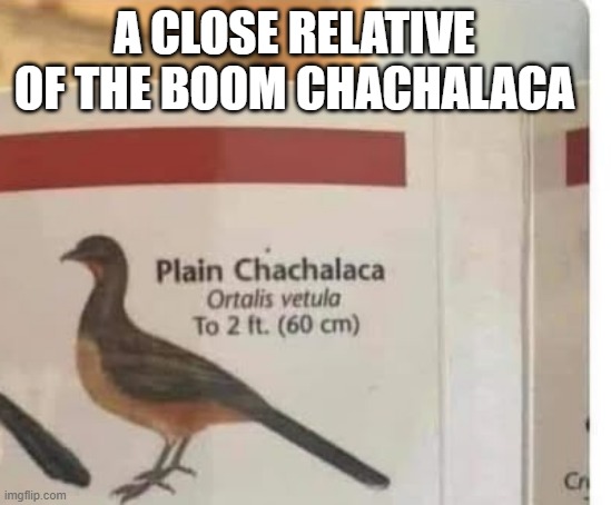 This bird is a close relative of the Boom Chachalaca but more tame. - funny - | A CLOSE RELATIVE OF THE BOOM CHACHALACA | image tagged in funny,fun,birds,play on words,humor | made w/ Imgflip meme maker