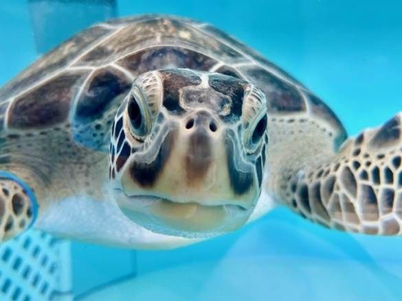 Turtle Blank Meme Template