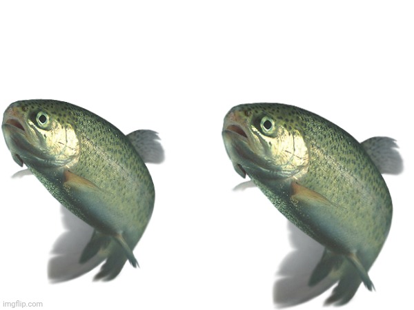 Rainbow Trout | image tagged in fish | made w/ Imgflip meme maker