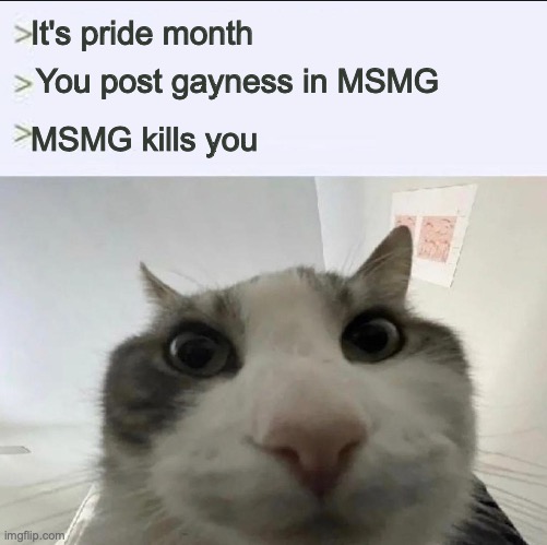 Cat looks inside | It's pride month; You post gayness in MSMG; MSMG kills you | image tagged in cat looks inside | made w/ Imgflip meme maker