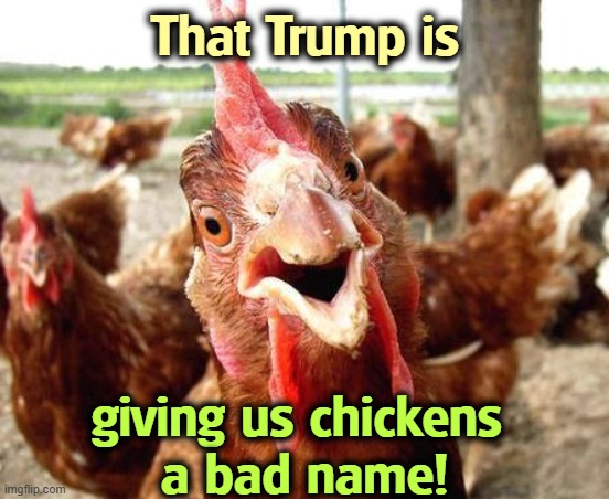 TACO | That Trump is; giving us chickens 
a bad name! | image tagged in chicken,trump,taco,reputation,squish,coward | made w/ Imgflip meme maker