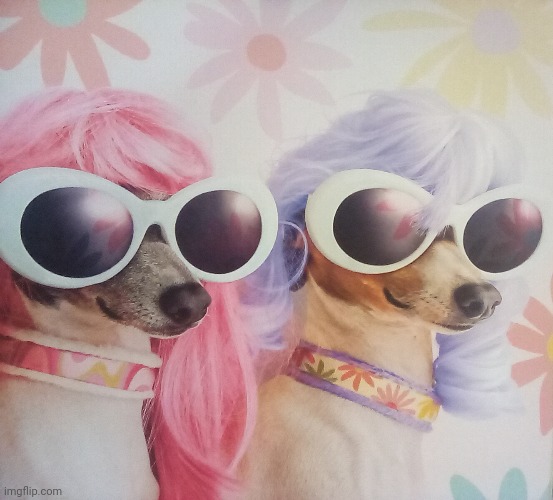 High Quality Groovy dawgs Blank Meme Template