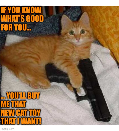 He goes to the shooting range at least once a week… | IF YOU KNOW 
WHAT’S GOOD
FOR YOU…; … YOU’LL BUY
ME THAT 
NEW CAT TOY 
THAT I WANT! | image tagged in cats,gun,cat toy,threats | made w/ Imgflip meme maker