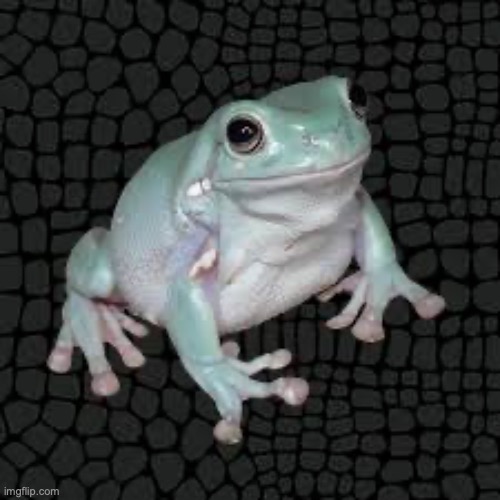 White's Tree Frog | image tagged in white's tree frog | made w/ Imgflip meme maker