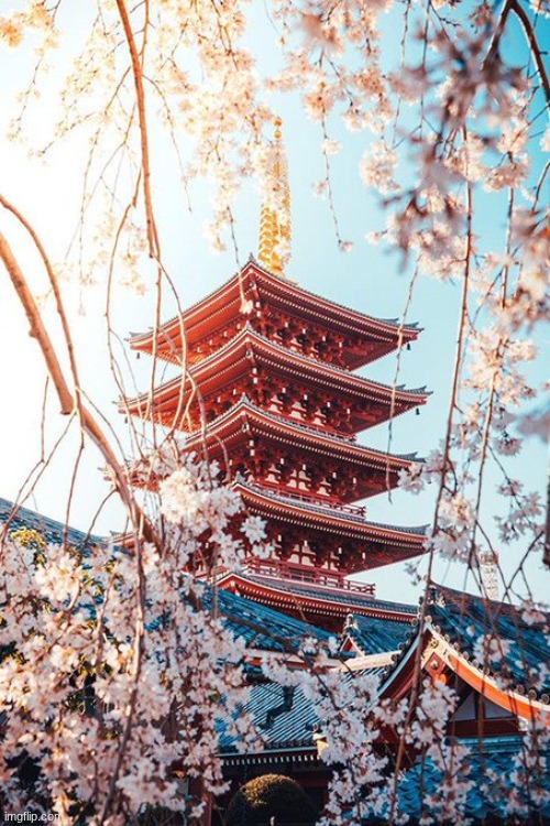 Japan | image tagged in japan,flowers | made w/ Imgflip meme maker