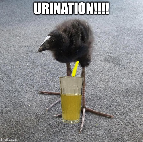 URINATION!!!! Blank Meme Template