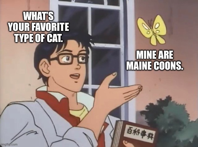 Is this a bird? | WHAT’S YOUR FAVORITE TYPE OF CAT. MINE ARE MAINE COONS. | image tagged in is this a bird | made w/ Imgflip meme maker