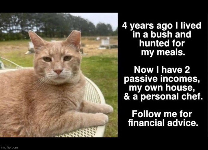 He does our taxes, too… | image tagged in cats,financial expert,advice | made w/ Imgflip meme maker
