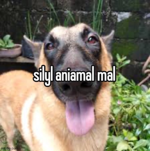 silyl aniamal mal | image tagged in dog | made w/ Imgflip meme maker