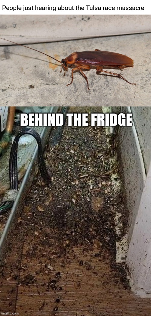People just hearing about the Tulsa race massacre; BEHIND THE FRIDGE | image tagged in cockroach | made w/ Imgflip meme maker