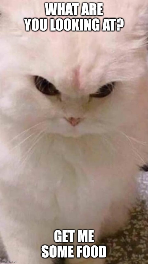 Upset Cat | WHAT ARE YOU LOOKING AT? GET ME SOME FOOD | image tagged in angry cat,funny memes | made w/ Imgflip meme maker