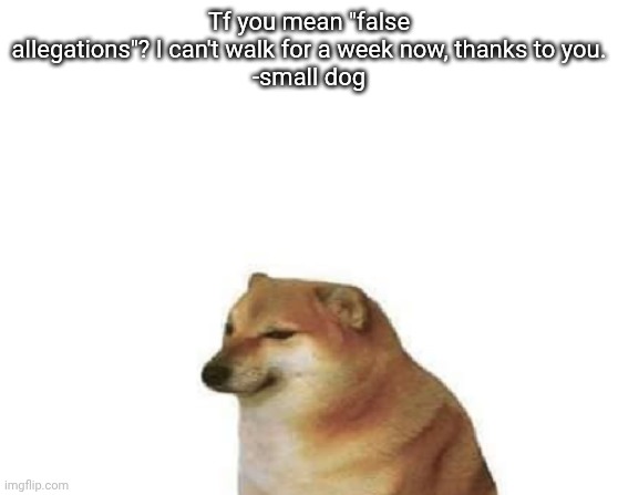 only small dog | Tf you mean "false allegations"? I can't walk for a week now, thanks to you.

-small dog | image tagged in only small dog | made w/ Imgflip meme maker