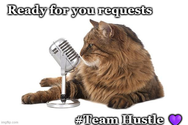 Request Cat | Ready for you requests; #Team Hustle 💜 | image tagged in cat | made w/ Imgflip meme maker