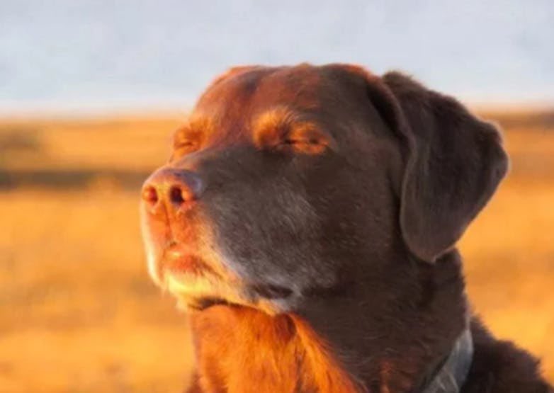 Accepting fate dog Blank Meme Template