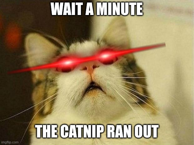 The Catnip Ran Out | WAIT A MINUTE; THE CATNIP RAN OUT | image tagged in memes,scared cat,cat | made w/ Imgflip meme maker