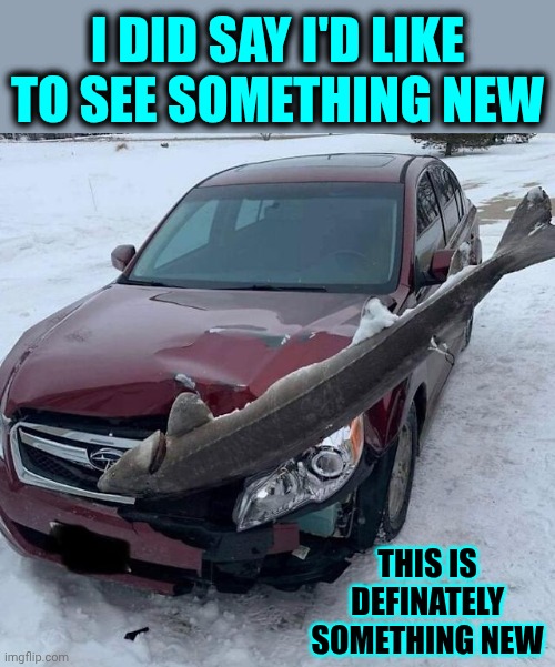 I Thought Hitting A Deer Was Bad But This ... How?  Why?  Where?  Why?  When?  Why???? | I DID SAY I'D LIKE TO SEE SOMETHING NEW; THIS IS DEFINATELY SOMETHING NEW | image tagged in memes,now that's something i haven't seen in a long time,what the,what happened here,fish wreck,i don't understand | made w/ Imgflip meme maker